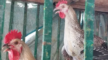 الفراخ السردة والصلاحية للاستهلاك في مصر توضيح شعبة الثروة الداجنة حول انتشار الدواجن الفاسدة 1